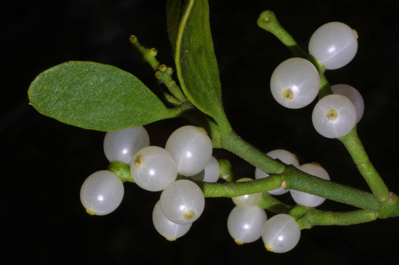 natuurlijke behandeling kanker