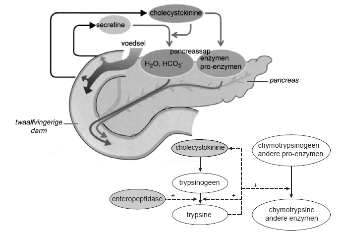 Pancreasenzymen